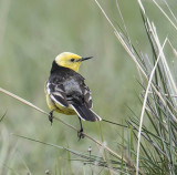 Citrine Wagtail (ssp calcarata)