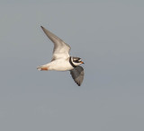 Ringed Plover 