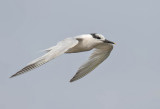 Sandwich Tern (adult winter)