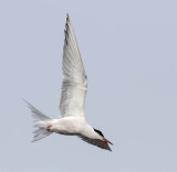 Common Tern 