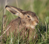Brown Hare 
