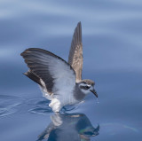 White-faced Storm Petrel 