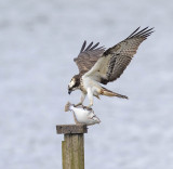 Osprey 