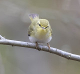 Wood Warbler 