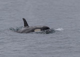 Orca or Killer Whale