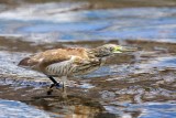 Squacco heron Ardeola ralloides opasta aplja_MG_8009-111.jpg