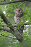 Ural owl Strix uralensis kozača_MG_6421-111.jpg