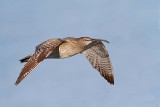 Whimbrel Numenius phaeopus mali kurh_MG_9432-111.jpg