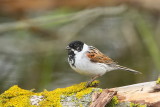 Reed bunting Emberiza schoeniclus trstni strnad_MG_9752-111.jpg