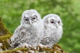 Young tawny owls Strix alco mladi lesni sovi_MG_9667-111.jpg
