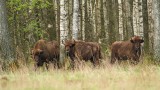 European bison Bison bonasus zober_MG_9954-111.jpg