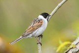 Reed bunting Emberiza schoeniclus trstni strnad_MG_9769-111.jpg