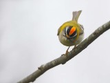 Common firecrest Regulus ignicapilla rdečeglavi kraljiček_MG_99121-111.jpg