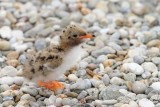 Young common tern Sterna hirundo mladič navadne čigre_MG_0447-111.jpg