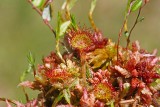 Common sundew Drosera rotundifolia okroglolistna rosika_MG_0645-111.jpg