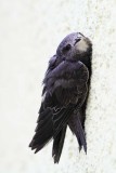 Common swift Apus apus črni hudournik_MG_1166-111.jpg