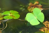 European water-clover Marsilea quadrifolia tiriperesna marzilka_MG_1502-111.jpg