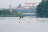 Lake Ptuj Ptujsko jezero_MG_1277-111.jpg