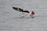 Greater flamingo Phoenicopterus roseus plamenec_MG_2152-111.jpg