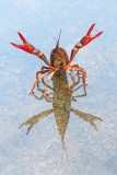 Red swamp crayfish Procambarus clarkii močvirski karjar_MG_1896-111.jpg