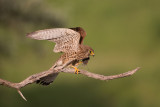 Common kestrel Falco tinnunculus navadna postovka_MG_0429-111.jpg
