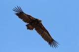Cinereous vulture Aegypius monachus rjavi jastreb_MG_4583-111.jpg