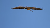  Bearded vulture Gypaetus barbatus brkati ser_MG_5178111.jpg