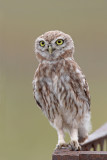 Little owl Athene noctua čuk_MG_5760-111.jpg