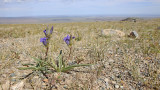 Gentian svišč_IMG_1563-111.jpg