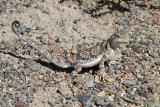 Toad-headed agama Phrynocephalus versicolor_MG_4648-111.jpg