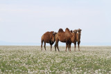 Bactrian camel Camelus bactrianus dvogrba kamela_MG_54531-111.jpg
