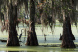 Cypress Swamp