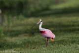 Roseate Spoonbill 