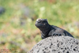 San Cristóbal - Marine Iguana