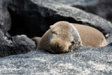 Espanola - Galápagos Sea Lion