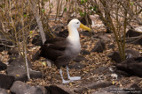 Espanola - Waved Albatross