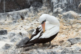Espanola - Nazca Booby