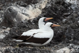 Espanola - Nazca Boobies