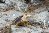 Isla Plaza Sur - Land Iguana