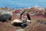 Isla Plaza Sur - Galápagos Sea Lion