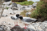 Isla Plaza Sur - Swallow-Tailed Gull
