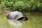 Wild Galápagos Giant Turtoise On Farmland
