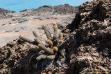 Bartolomé - Lava Cactus