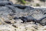 Isabela - Marine Iguana