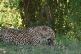 Day 2: Leopard Eating A Young Warthog