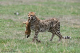 Day 3: A Cheetah Got A Thomson's Gazelle