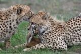Day 3: Cheetahs With Their Prey