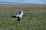 Day 3: Secretary Bird
