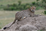 Day 4: Cheetah