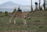 Day 4: Cheetah
